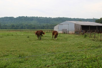 Obraz premium The horses in the green grass pasture.