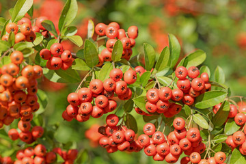 Feuerdorn, Pyracantha