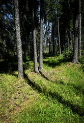 Shadows of trees in the spruce forest