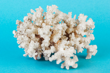 White coral on a blue background.