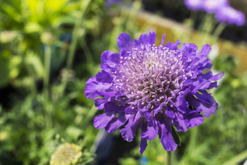 Blue Scabiosa (Pin Cussion flower) flowering plant close-up.