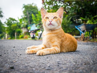 Orange and White coloring Thai cat lying on the ground.lazy cat