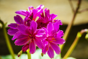 Small pink flowers of an Alpine perennial plant Lewisia Elise.