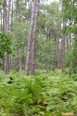 Fototapeta premium foret de pin et fougeres