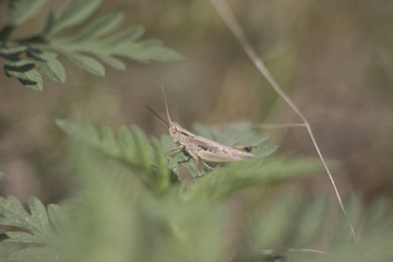 Grasshopper sits in grass