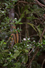 Native Holly growing near Kuranda