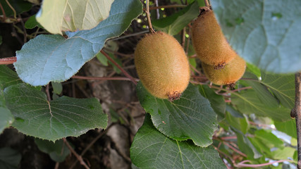bientôt l'automne, mangez des kiwis !