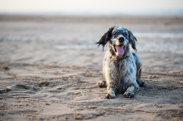 English Setter playing on the beach