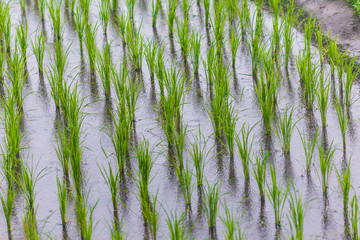 close up of Rice fields