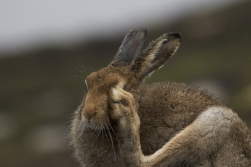 mountain hare © Paul