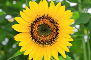 Sunflower helianthus