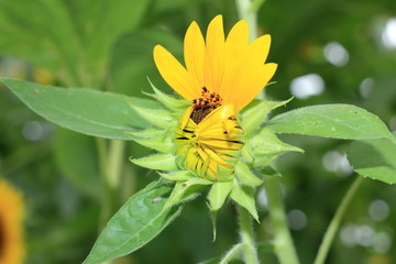 Sunflower helianthus