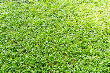  Green grass texture and background.