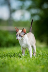 Cornish rex kitten walking outdoors