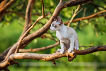 Cornish rex kitten sitting on the tree