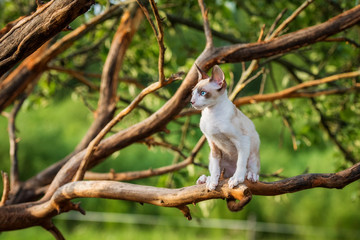 Cornish rex kitten sitting on the branch