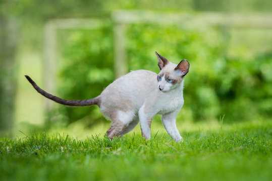 Cornish rex kitten walking in the yard