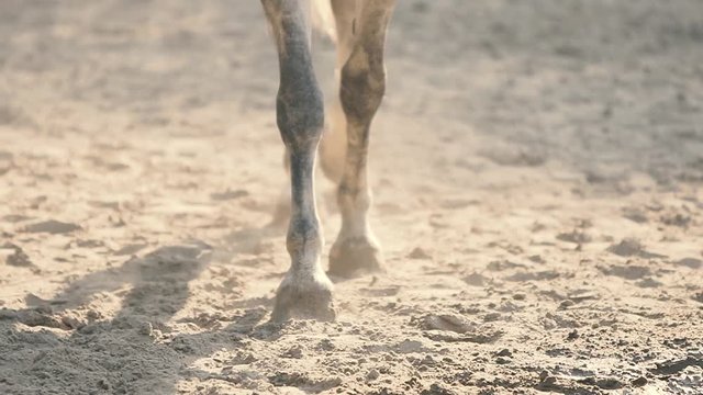 Caring for the Animal