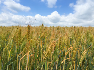 Barley field against blue sky in the countryside of Biei, Hokkaido, Japan