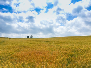 Landscape of Barley field in the countryside of Biei, Japan