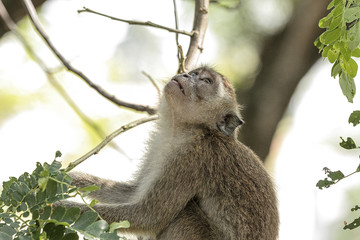 Wild monkey on the tree