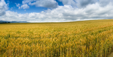 Panoramic view of Barley field against blue sky in the countryside of Biei, Hokkaido, Japan