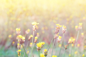 Obraz na płótnie Canvas Blurry Flower for Background, Vintage blur flower. 