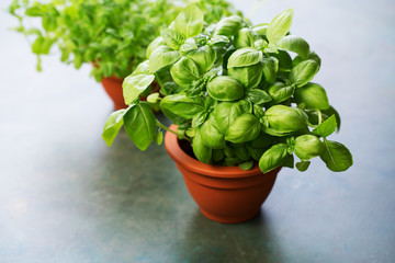 Fresh Basil in a clay pot, selective focus.
