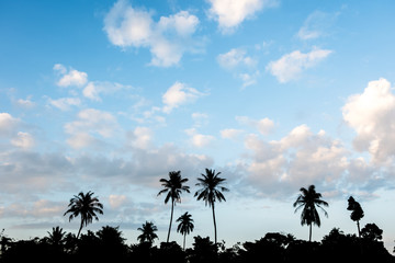 Silhouette of palm trees in beautiful blue sky.