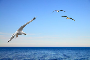Naklejka premium Flying seagulls