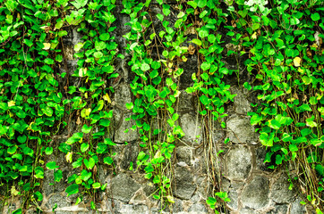 The wall with vine and grass, green grass and vine on the wall, The grass and vine on the rock wall
