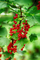 red currant