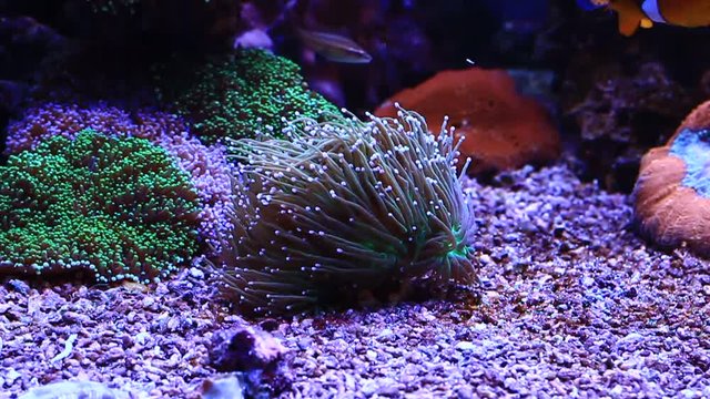 Euphyllia lps coral video scene