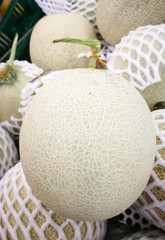 Melons in the market