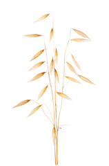 oat ears isolated on white