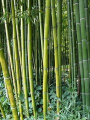 Forêt de cannes de bambous verts