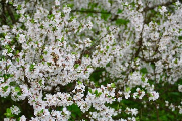 Cherry tree
