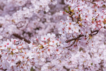 pink cherry blossom