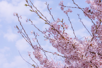 pink cherry blossom with blue sky