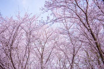Fototapeta na wymiar pink cherry blossom with blue sky