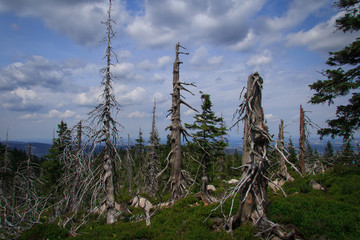 Karkonosze, obumarłe drzewa © Grzegorz