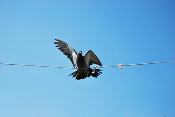 Pigeon domestic thoroughbred makes a landing on the clothesline