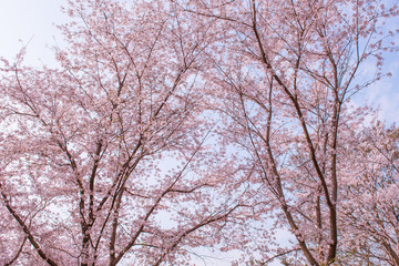 Fototapeta na wymiar pink cherry blossom with blue sky