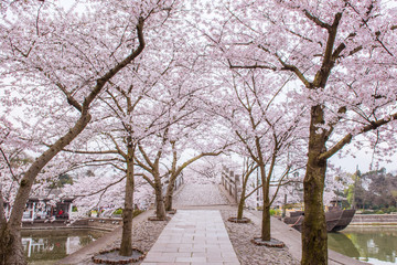 Fototapeta premium cherry blossom path in the morning