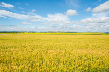 wheat field in meadow with blue sky background