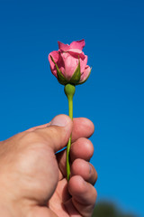 Rose flower in hand on blue background.
