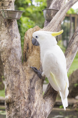 White cockatoo / White cockatoo is sitting on the branch