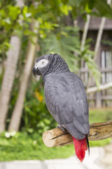 Obraz premium African grey parrot / Beautiful african grey parrot is sitting on the branch