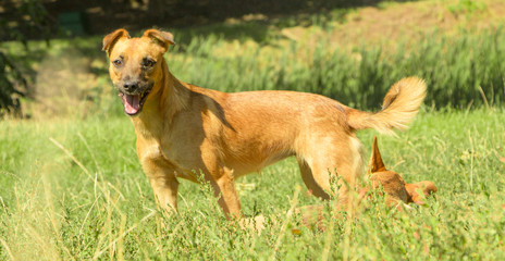 Yellow small dog playing on green grass