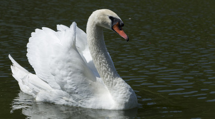 Fototapeta premium Swans swimming on the water in nature